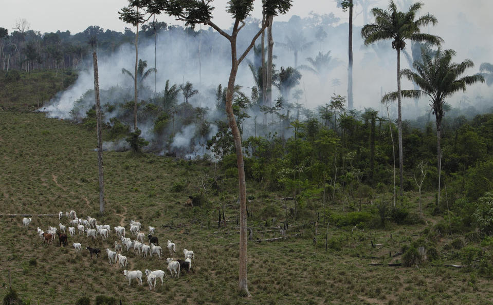 FILE - In this Tuesday, Sept. 15, 2009 file photo, cattle graze in a deforested area near Novo Progresso in the northern state of Para, Brazil. China is now the world’s biggest importer of beef, and Brazil is China’s biggest supplier, according to United Nations Comtrade data released in 2023. More beef moves from Brazil to China than between any other two countries. (AP Photo/Andre Penner, File)