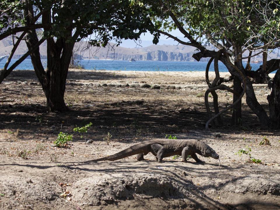 A Komodo dragon walks on the shore of Komodo Island.