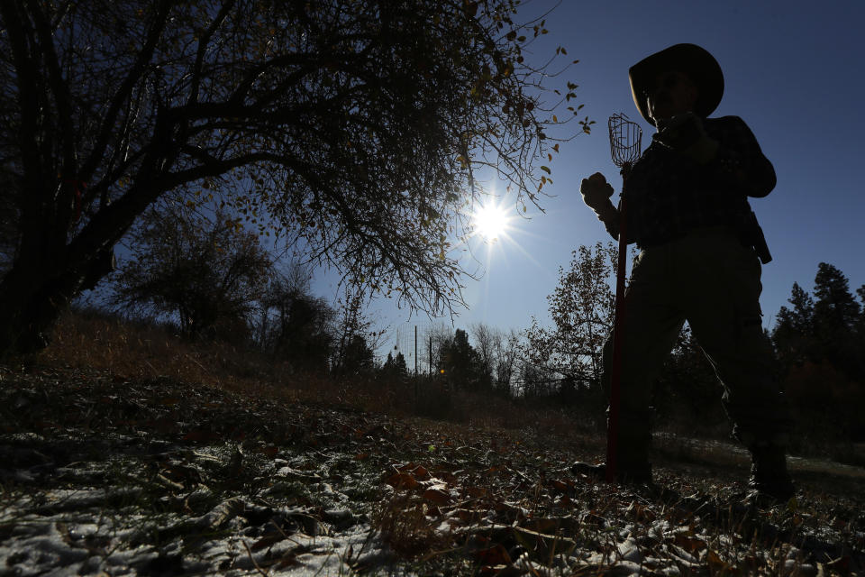 In this Oct. 29, 2019 photo, amateur botanist EJ Brandt of the Lost Apple Project examines apples he picked from a tree in an orchard near Troy, Idaho. Brandt and fellow amateur botanist David Benscoter recently learned that their work in the fall of 2019 has led to the rediscovery of 10 apple varieties in the Pacific Northwest that were planted by long-ago pioneers and had been thought extinct. (AP Photo/Ted S. Warren)