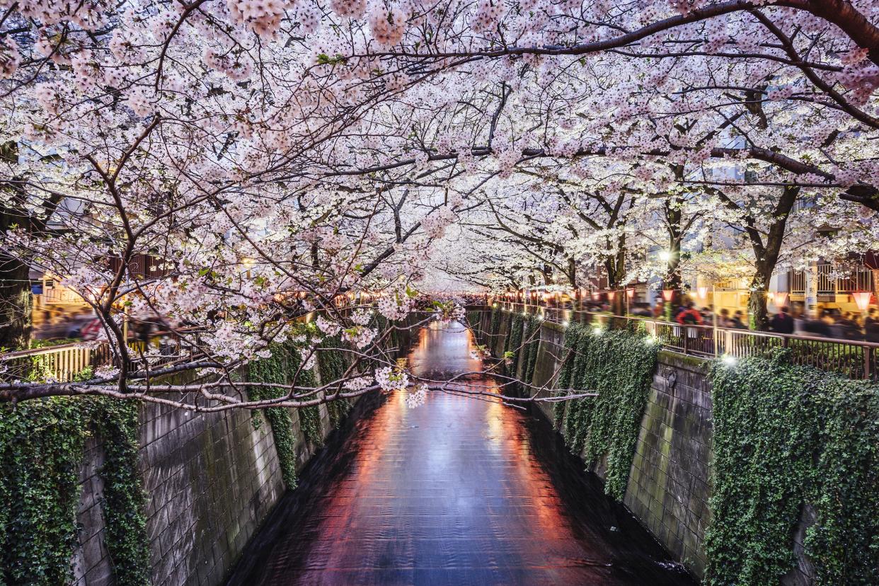 cherry blossom season in Tokyo at Meguro river