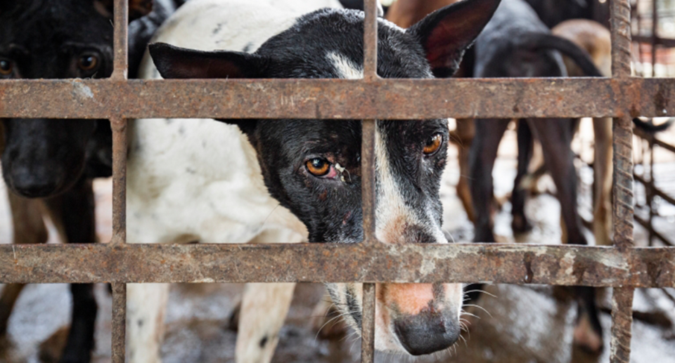 A sad black and white dog peers out of a metal cage. 