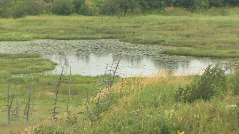 How a St. John's wildlife oasis prevents flooding in the city