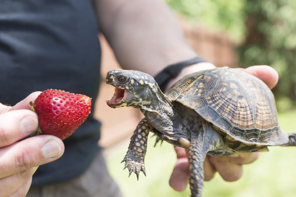 https://www.gettyimages.co.uk/detail/photo/adult-male-holds-a-strawberry-up-to-the-opened-royalty-free-image/840712340