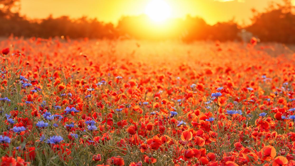  A field of red flowers glows in the summer sunlight. 