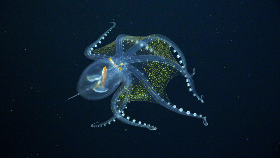 Deep-Ocean Highlight Reel Shows a Gorgeous Glass Octopus_1