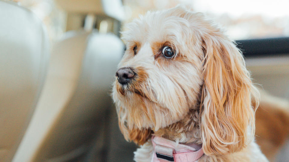 Nervous Cavapoo sat in the back of a car.