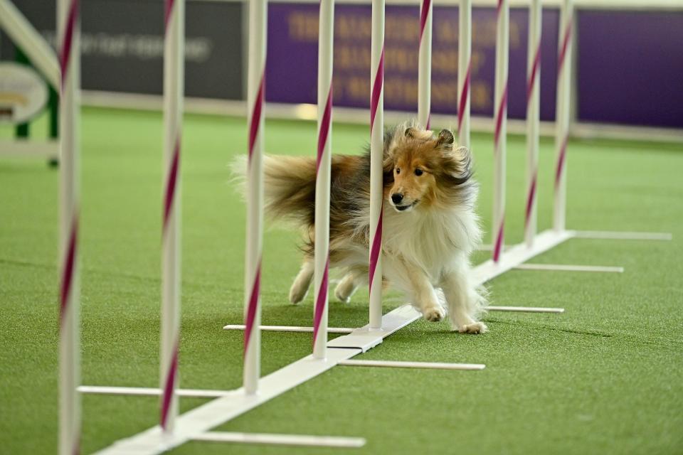 A dog performs during The 147th Annual Westminster Kennel Club Dog Show Presented by Purina Pro Plan - Canine Celebration Day at Arthur Ashe Stadium on May 06, 2023 in New York City.