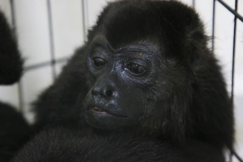 Dozens of howler monkeys were found dead in the Gulf coast state while others were rescued by residents who rushed them to a local veterinarian. 