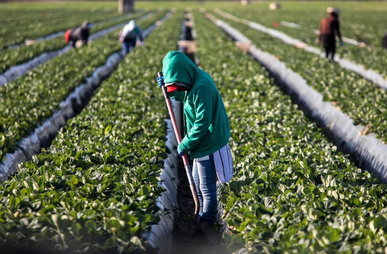 <a href="https://www.shutterstock.com/es/image-photo/woman-farm-worker-green-sweatshirt-strawberry-1622521543" rel="nofollow noopener" target="_blank" data-ylk="slk:F Armstrong Photography / Shutterstock;elm:context_link;itc:0;sec:content-canvas" class="link ">F Armstrong Photography / Shutterstock</a>