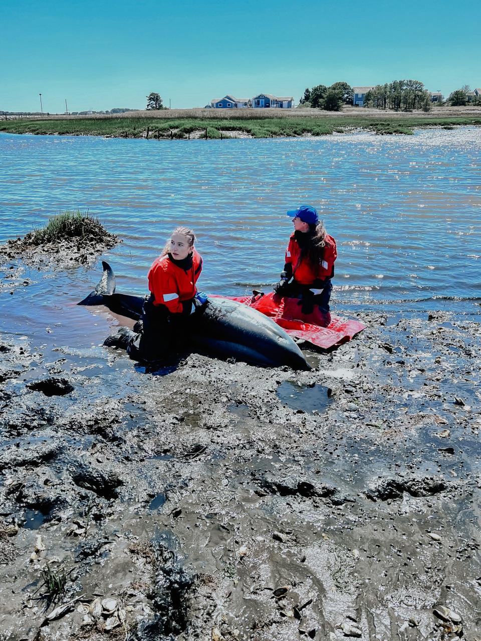 Rescuers assist a stranded Atlantic white-sided dolphin earlier this week. Pictured are Victoria Zelinski, left, and intern Mikeelee Brink.