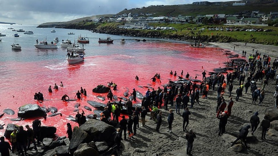 La caza de ballenas (foto) y de delfines es legal en las Islas Feroe.