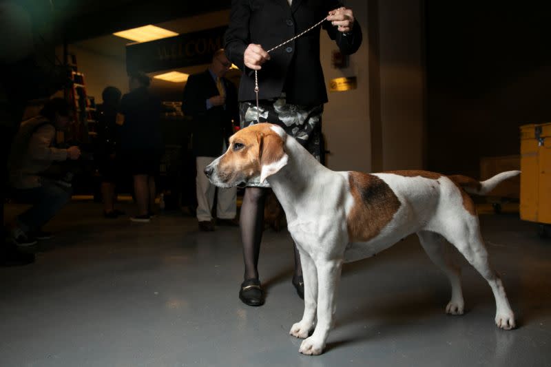 Perros esperando a sus dueños en la zona trasera del Madison Square Garden durante el 143º concurso Westminster Kennel Club Dog celebrado en Nueva York el 11 de febrero de 2019 (Foto: Caitlin Ochs / Reuters).