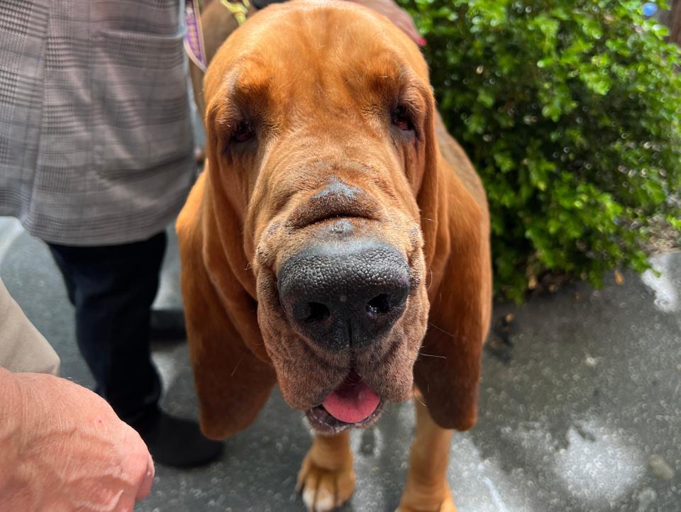 dogs at westminster