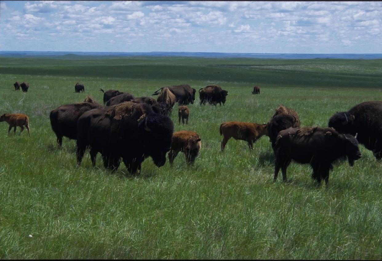 Buffalo graze in the Lakota Tribal Park.