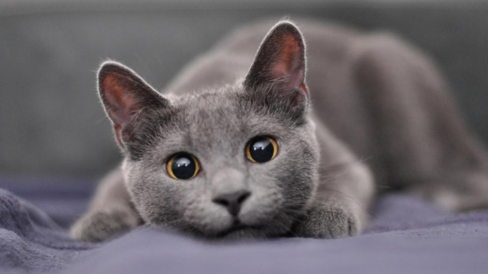 Russian blue cat with big black eyes laying on the bed