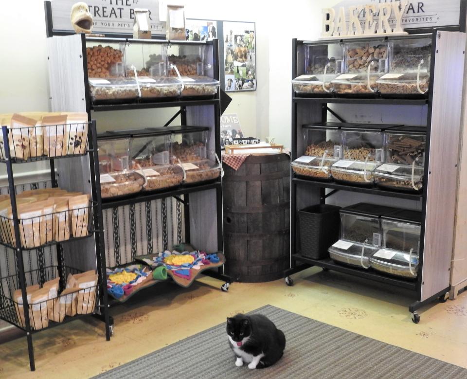 Juniper the store cat stands guard in front of the dog treat bar at Good Boy Bakery in Roscoe Village. Juniper came from the Coshocton County Animal Shelter and the store makes monthly donations to the shelter from money placed in a tip jar by customers.
