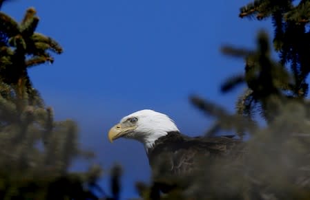 FILE PHOTO: An American Bald Eagle perches high in a pine tree above the Hudson River at Croton Point in Croton-on-Hudson