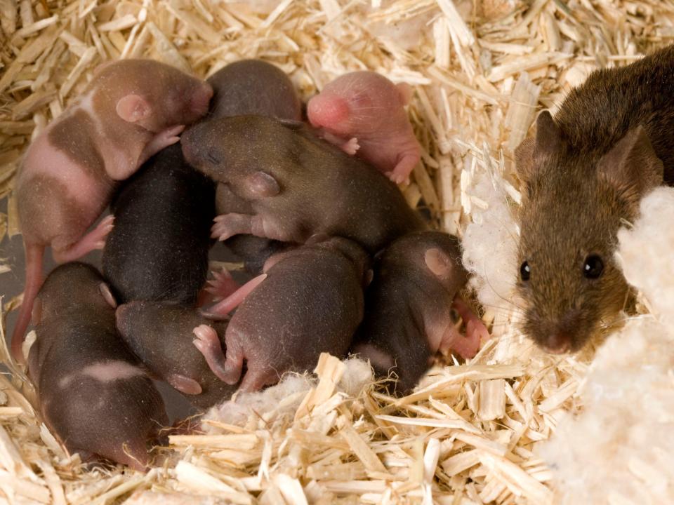 A female rat with her litter.