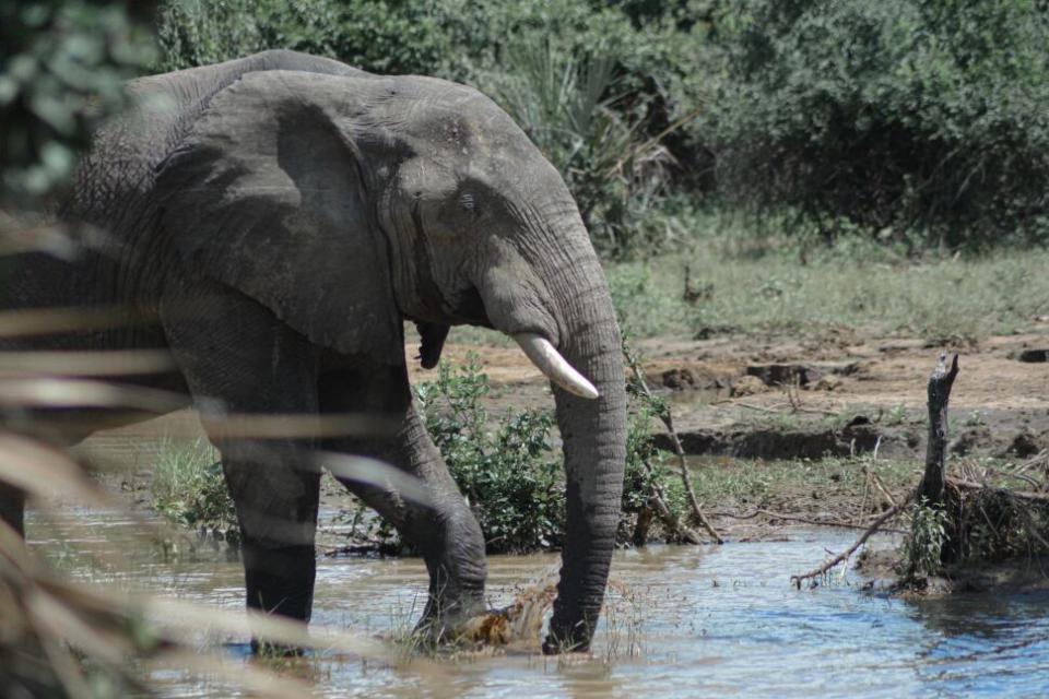 elephant up close shot