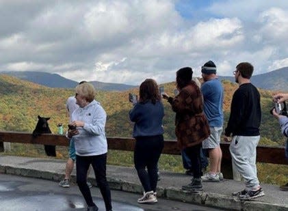 Visitors at the Lane Pinnacle Overlook on the Blue Ridge Parkway are seen taking photos and standing in close proximity to a young black bear. Officials at the parkway closed 8 miles of the road Oct. 30 due to multiple reports of visitors attempting to feed a bear.