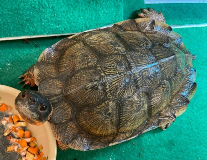 Turtle Time will be held on Friday, May 3, from 10 to 11 a.m. at the Case Nature Center, Cool Spring Preserve, 1469 Lloyd Road, Charles Town, W.Va.