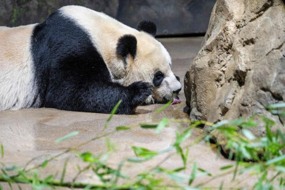 PHOTO: Giant Panda Mei Xiang licks up water while resting in its enclosure at the Smithsonian National Zoo in Washington, D.C., Nov. 7, 2023. (Jim Watson/AFP via Getty Images)