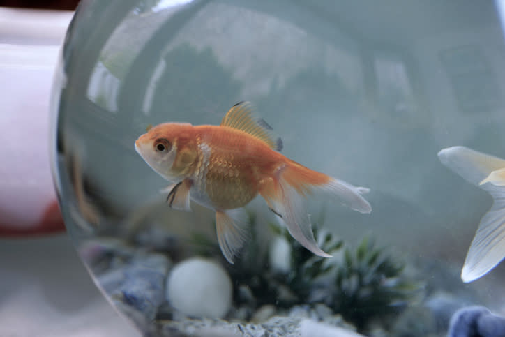 A goldfish swims in a glass bowl with decorative elements at the bottom. Another fish with a similar appearance is partially visible on the right