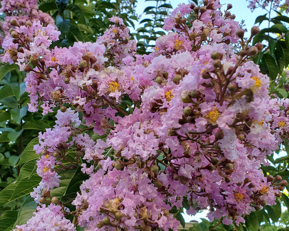 10. Crape Myrtle