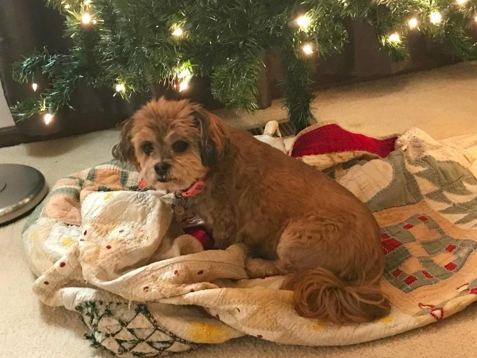 Tiffany, a little escape artist who was abandoned by her owners in Emporia, loved to snuggle on blankets and anything soft, like the quilt under the Christmas tree.