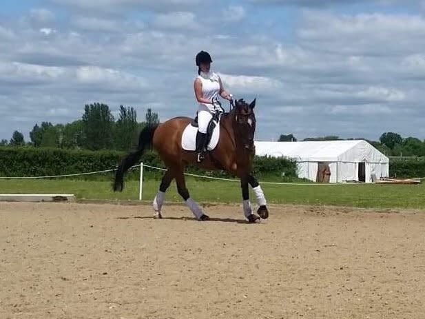 Sam, a horse at Epsom Riding for the Disabled Association, died after being stabbed during a break-in: GoFundMe/Kate Tamsin El Bizanti