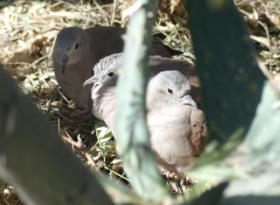 Ruddy ground doves peek out from their prickly pear hiding spot.