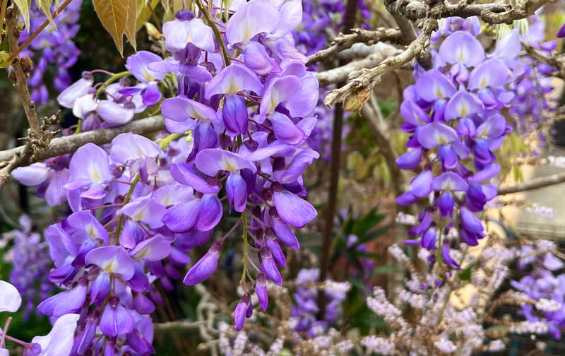 嘉義瑞里紫藤花綻放 嘉義縣梅山鄉瑞里村紫藤花已逐漸盛開，處處可見到 紫色美景，文化觀光局表示，今年紫藤花應可綻放至 4月中旬，歡迎遊客前來欣賞浪漫景致。 中央社記者蔡智明攝  113年3月11日 