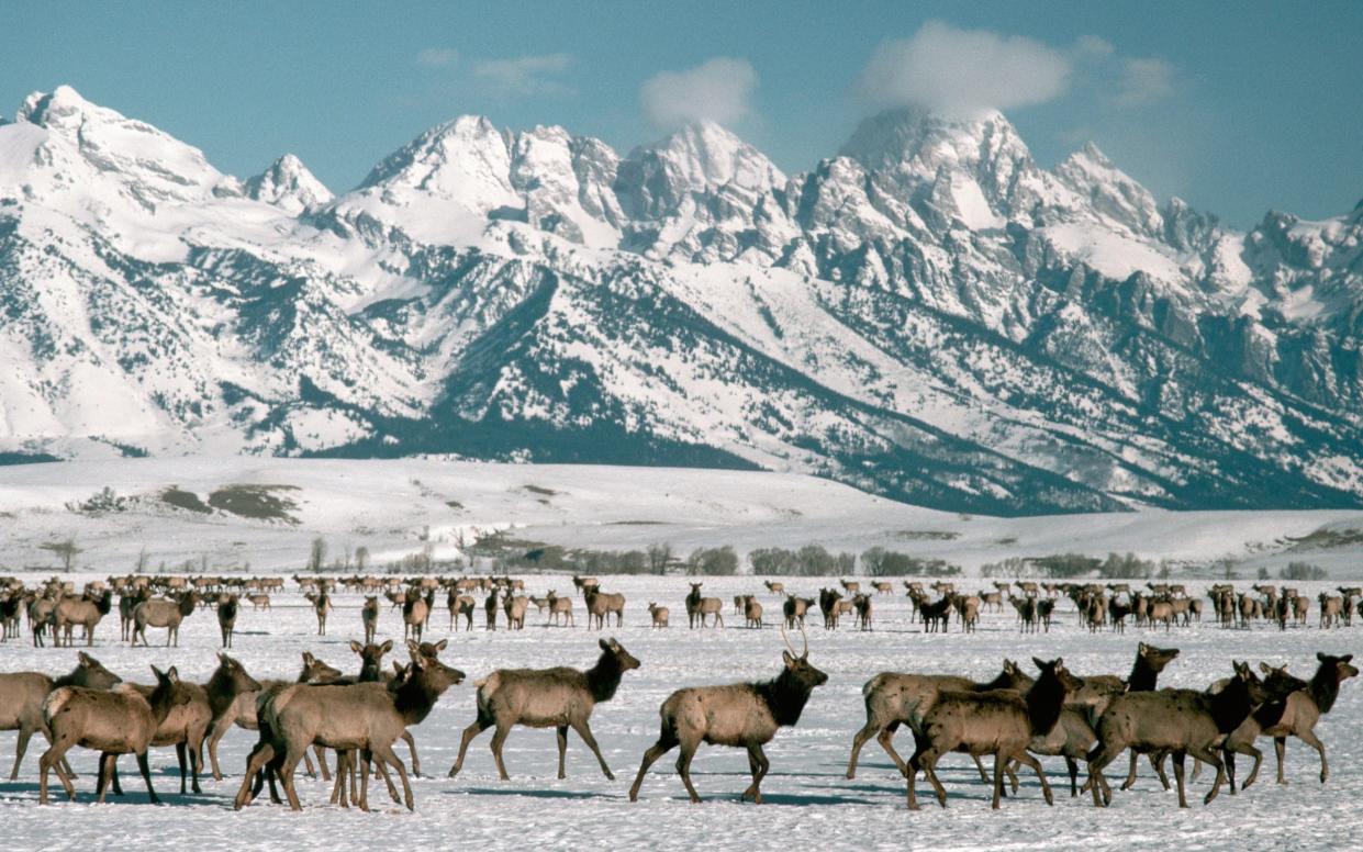 Yellowstone National Park, Wyoming, overtourism, winter holidays USA - Getty