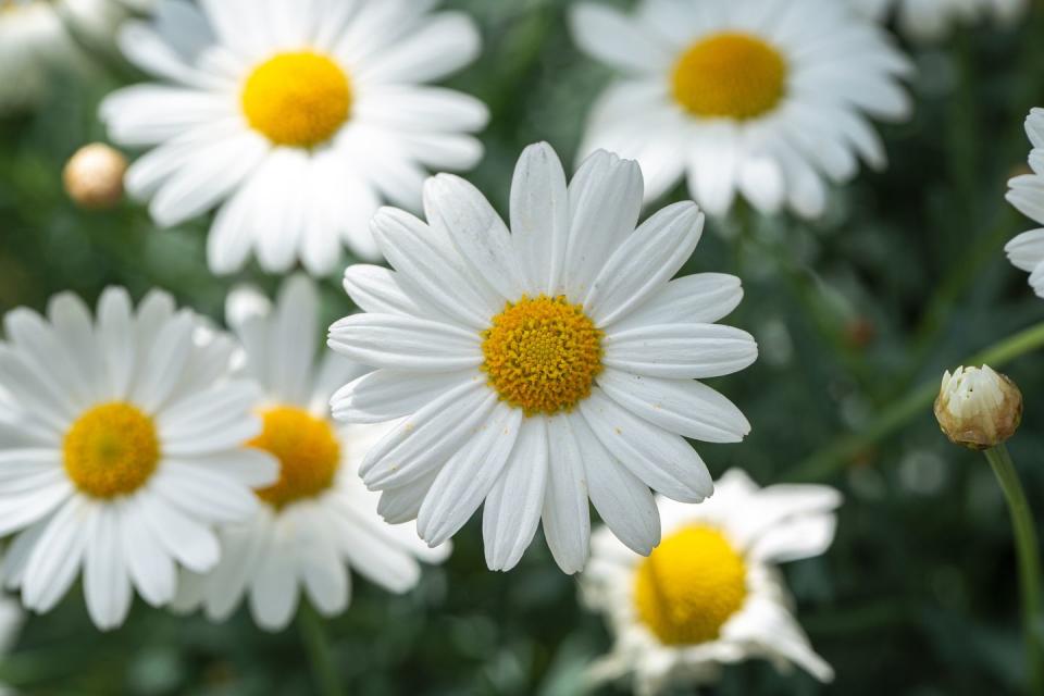 Daisy