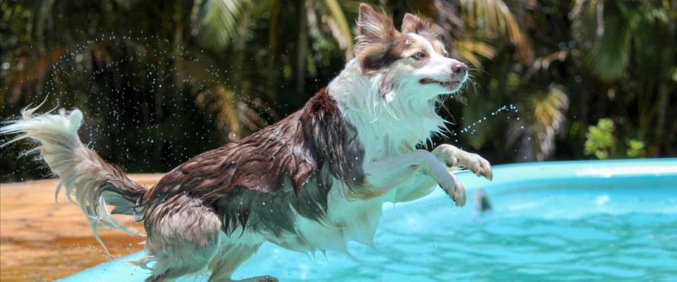 Dog jumping into a swimming pool to cool off