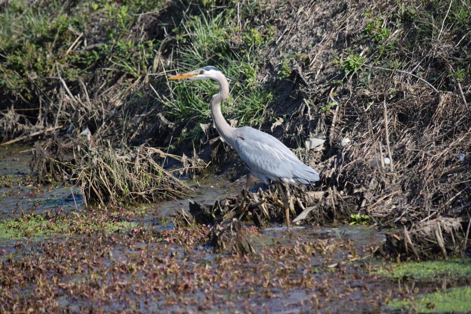 Great blue herons are often spotted in the wetlands of Sussex County.
