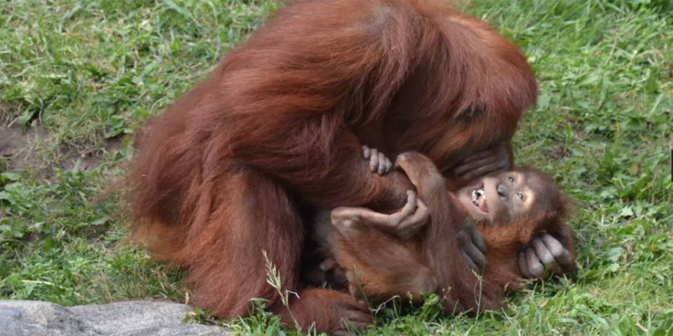 Cosquillas