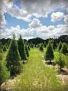 <p>One trip to <a href="https://www.santaschristmastreeforest.com/" rel="nofollow noopener" target="_blank" data-ylk="slk:Santa's Christmas Tree Forest;elm:context_link;itc:0;sec:content-canvas" class="link ">Santa's Christmas Tree Forest</a> and you'll discover that it's so much more than a place to buy your evergreen. After you're done choosing your Christmas tree, sit down for a bite to eat at their on-site café or visit the petting zoo. If you're feeling really daring, you can even take a ride on their 400-foot zip line.</p><p><a class="link " href="https://go.redirectingat.com?id=74968X1596630&url=https%3A%2F%2Fwww.tripadvisor.com%2FTourism-g34209-Eustis_Lake_County_Florida-Vacations.html&sref=https%3A%2F%2Fwww.countryliving.com%2Flife%2Fg24108155%2Fchristmas-tree-farms-near-me%2F" rel="nofollow noopener" target="_blank" data-ylk="slk:PLAN YOUR TRIP;elm:context_link;itc:0;sec:content-canvas">PLAN YOUR TRIP</a></p>