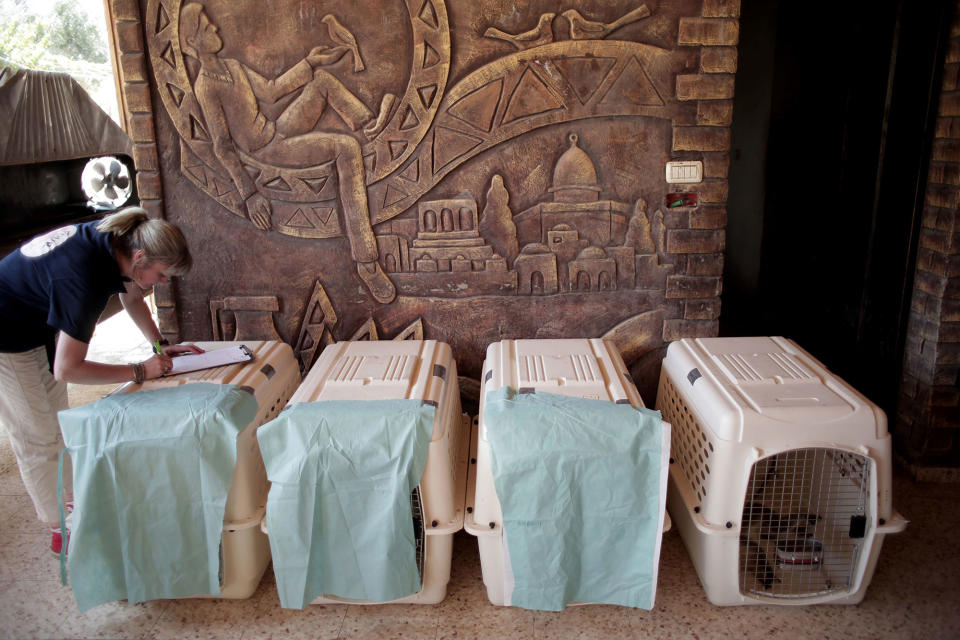 <p>Sedated monkeys lay in a plastic boxs ready to be transferred from the zoo of Khan Younis to out of Gaza Strip on Aug. 23, 2016. (AP Photo/ Khalil Hamra) </p>