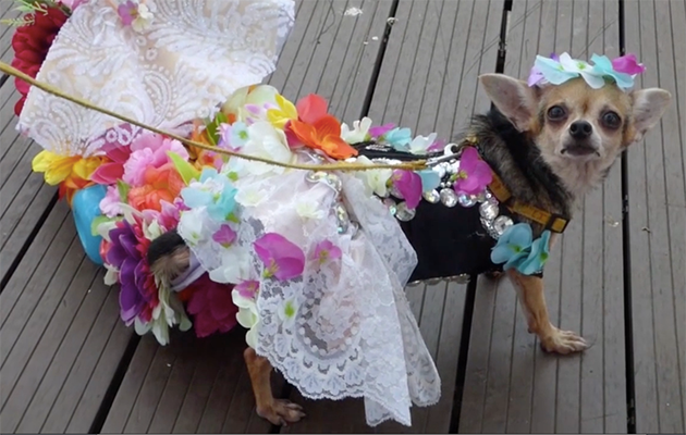 This dog looks like it would rather be running around in mud than pulling Barbie in a cart. Photo: Caters