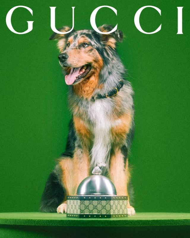 Gucci - Adding a whimsical touch to the everyday, the Gucci Pet