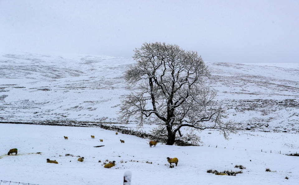 Snow covered trees at Newby Head, North Yorkshire, with the UK expecting more wintry weather ahead of the first weekend of December, with warnings in place for ice and snow.