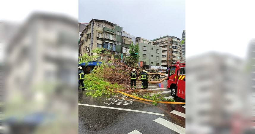 雷雨狂炸北市，松山區下午發生20公尺高路樹倒塌意外，還壓壞路過的自小客車，所幸無人受傷。（圖／警方提供）