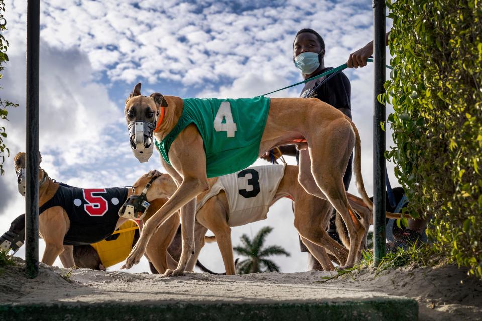 Geyhounds are walked in front of the crowd as the head to the starting box to race at the Palm Beach Kennel Club in West Palm Beach, Florida on the last day of legal dog racing in Florida on December 31, 2020. GREG LOVETT/PALM BEACH POST