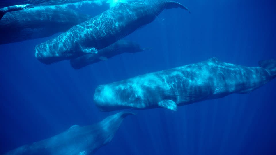 Sperm whales can be seen around the Azores. - Francois Gohier/VW Pics/Universal Images Group/Getty Images