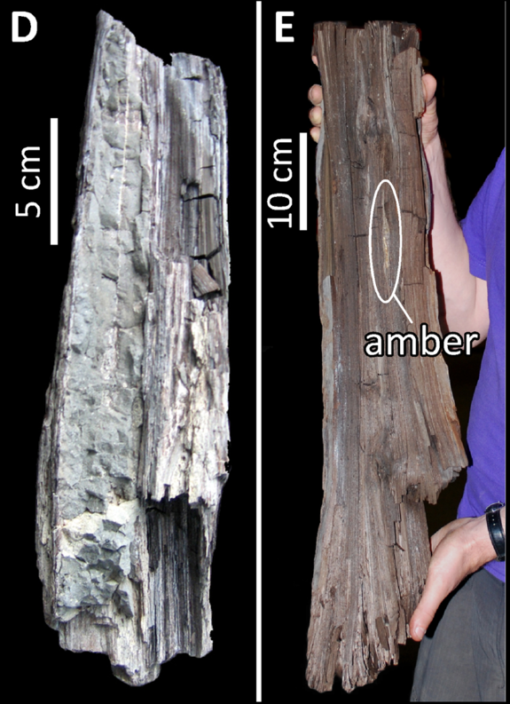 The image at right shows the well-preserved specimen described in the study. The wood was split when removed from the ore, revealing a sliver of opaque amber (9.5 cm by 0.5 cm). At right is a picture of another specimen for comparison. This fos