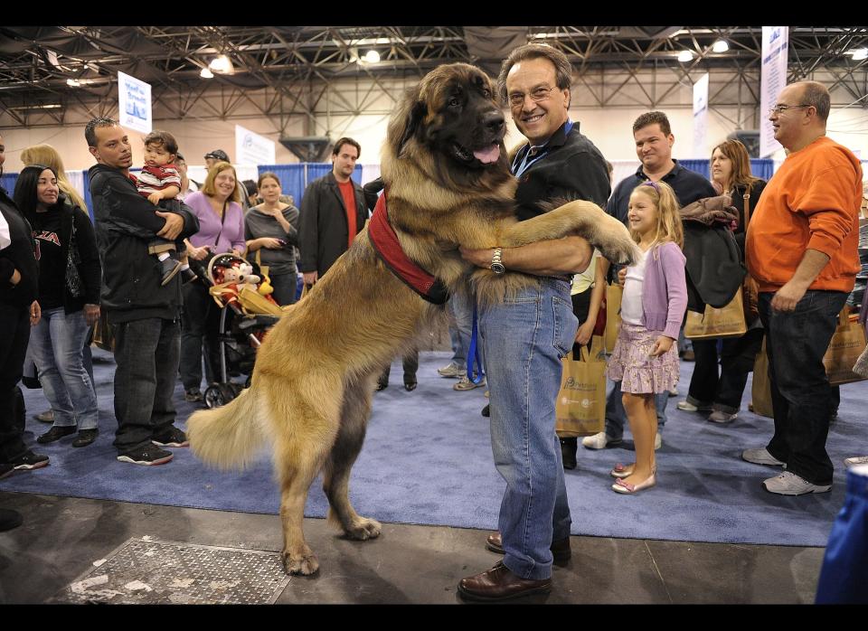 Moose, a Leonberger, and Dr. Joe embrace during the second annual 'Meet the Breeds' showcase of cats and dogs at the Jacob K. Javits Convention Center on October 17, 2010 in New York City.     (Photo by Michael Loccisano/Getty Images)