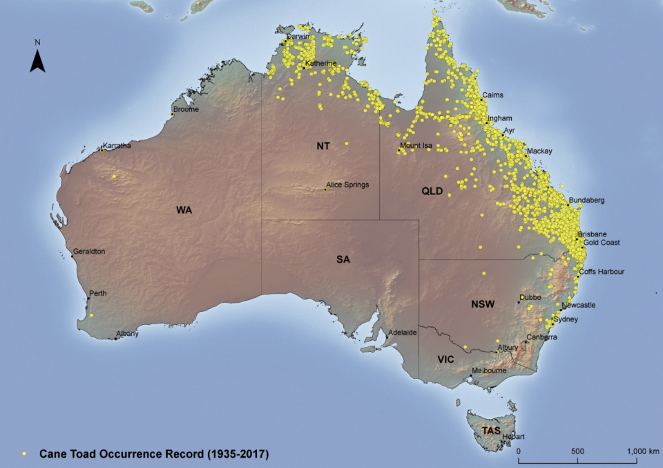 A map details where cane toads have been seen in Australia. There are yellow dots all the way down to the Victorian border