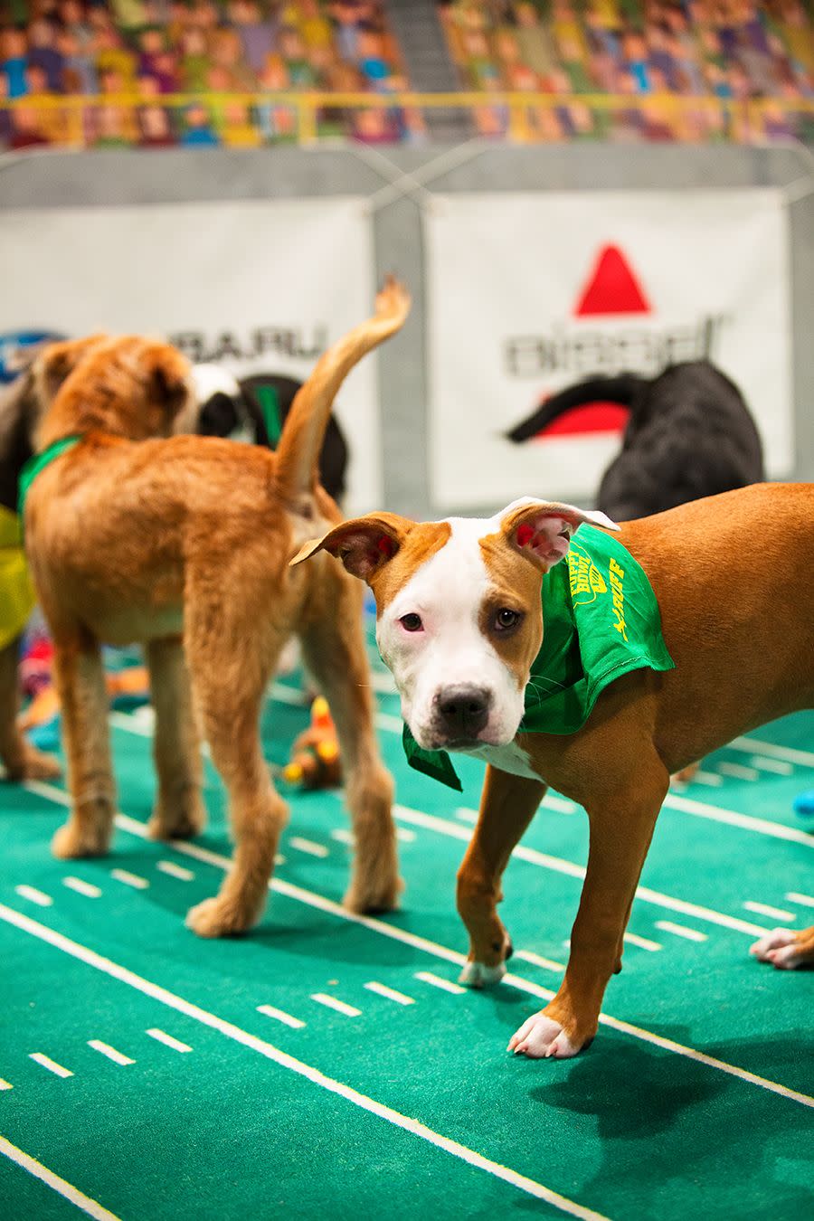 Puppy Bowl 2017