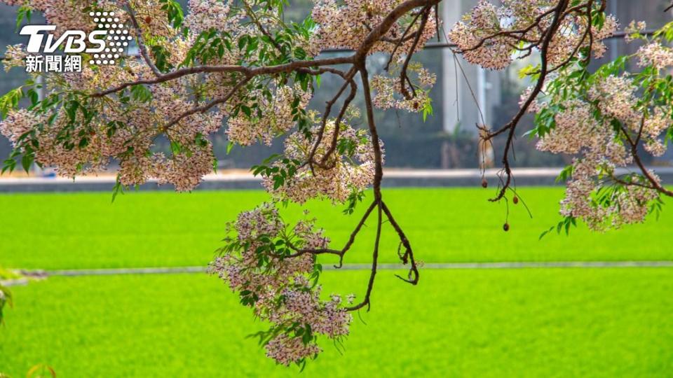 苦楝花香氣襲人開花期間長，果實像金鈴和花朵可能同時掛於樹梢。